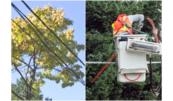 O Z N Á M E N I E  -  výrub porastov ohrozujúcich vedenie 22 kV 